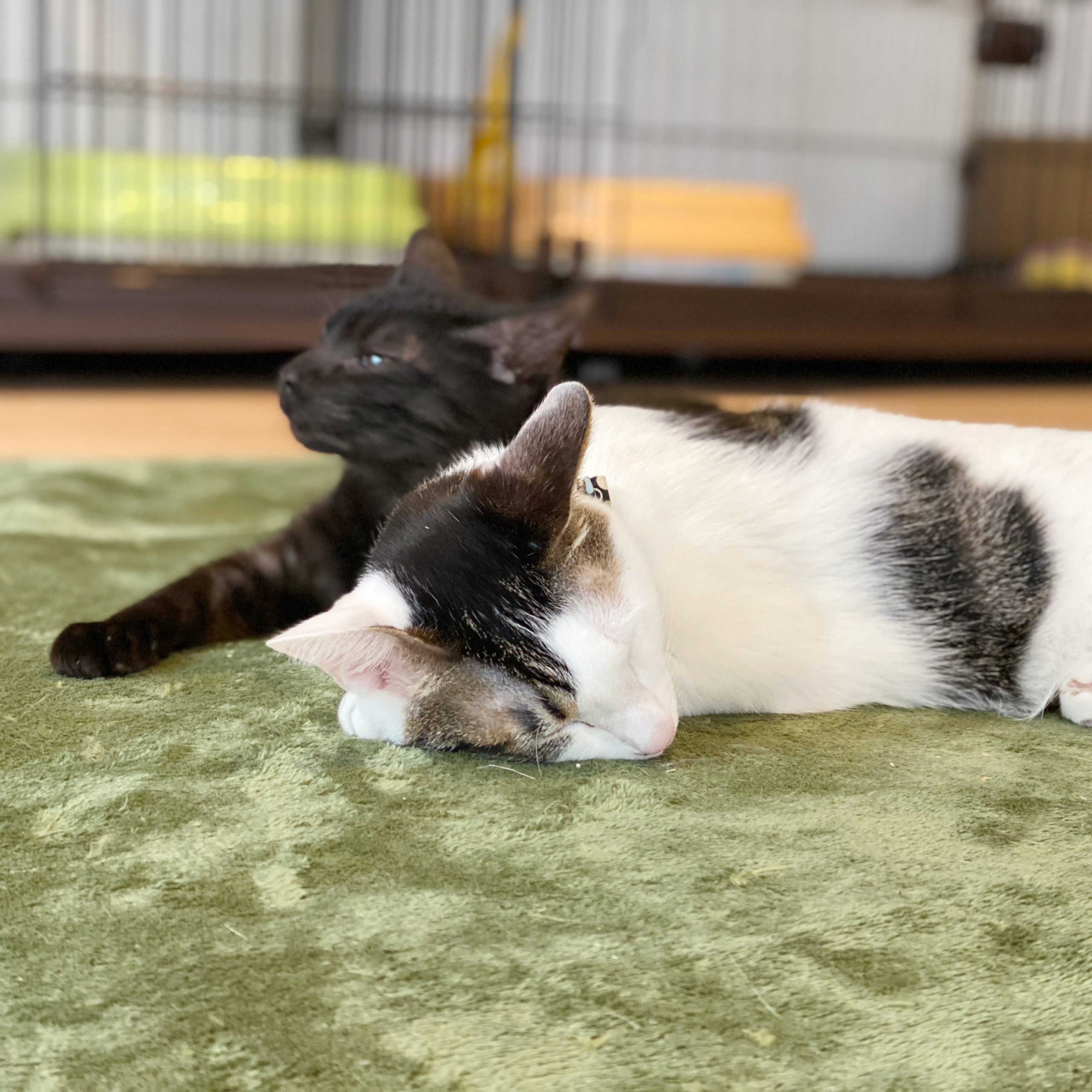 Cat shelter QUEUE